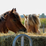 Så får du din hästgård i form